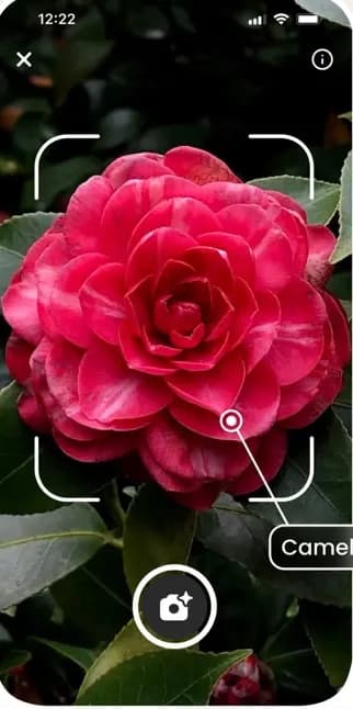 Plantalya